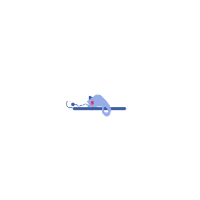 chameleon morphing into a whale back and forth